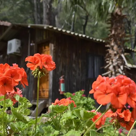Mercan Homestay *