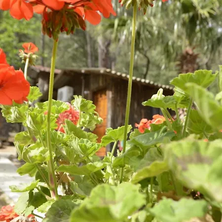 Mercan * Όλυμπος